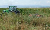 Откриха голямо количество канабис при спецакция в област Ямбол