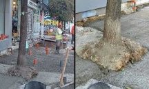 Глобяват до 50 000 лв фирмата, циментирала дърво на "Граф Игнатиев"
