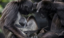 Паякообразна маймуна се роди в зоопарк в Колумбия