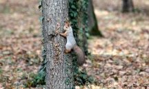 Катерица опустоши къщата на американци