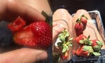Разследват зачестили случаи на игли в ягоди в Австралия