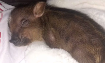 Бум на продажбите на прасета-домашни любимци в САЩ