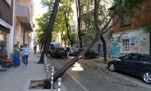 Дърво падна на столична улица, потроши кола и камион