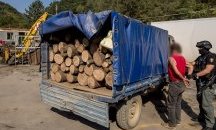 Искат постоянен арест за задържаните за незаконен добив на дърва