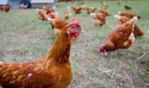 Откриха птичи грип в голям промишлен обект до Пловдив