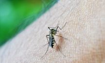 Два нови случая на западнонилска треска у нас