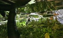 Българи са осъдени в Белгия за производството на канабис