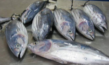 Морето завря от паламуд, цената пада