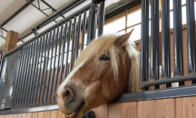 Кон нахлу в бар във Франция и вся паника сред клиентите (ВИДЕО)