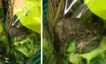 Откриха жаба в опакована салата в Гърция