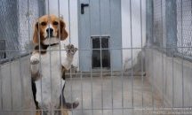 Национален протест срещу опитите с животни