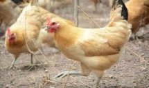 Намерени са две огнища на птичи грип в Хасковско
