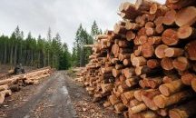 Полицаи задържаха три каруци с незаконна дървесина в Монтанско