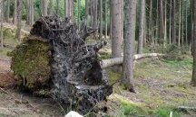 Зрелищни кадри от борба на гора с ветрове в Квебек