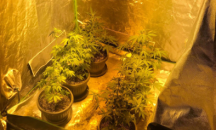 Арестуваха двама видинчани за разпространение на наркотици