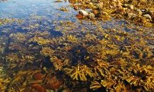 Водорасло на милиард години е най-старият фосил на растение