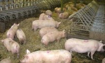 Уволняват общинарка, наредила да се колят прасетата по селата