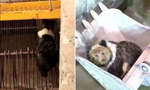 Спасиха кафява мечка от ВЕЦ в Китай