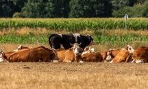 Предвиждат нови правила за отглеждане на селскостопански животни