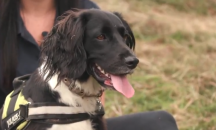 Куче спаси стадо овце от бушуващите пожари в Австралия 