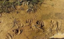 РИОСВ-Плевен взе участие в мониторинга на кафява мечка на територията на Западни Родопи