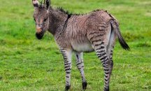 В британска ферма зебра и магаре създадоха...зебгаре
