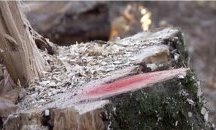 Лесовъд е замесен в незаконна сеч в Сливенско