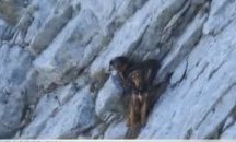 Пет часа спасяваха ловни кучета, блокирани в Пирин