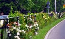 Засадиха хиляди нови храсти с рози и ружа в Пловдив