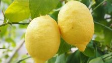 limon