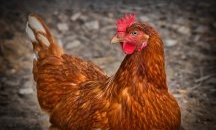 Огнище на птичи грип е установено в Старозагорска област
