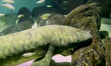 Риба живее вече 80 години в аквариум