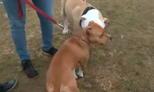 Три години не може да се реши съдбата на близо 40 питбула