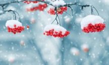 Облачно със сняг и условия за виелици