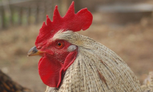 Затвориха словашки зоопарк заради птичи грип