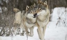 Германия взема мерки да регулира популацията от вълци