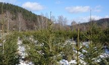 Над 13 000 елхи очакват новия си дом за Коледа, подготвени от ЮЗДП