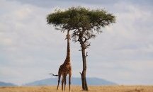 Жирафите са добавени към списъка на животните, застрашени от изчезване