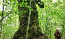 Четири дървета на територията на РИОСВ - Смолян са обявени за вековни