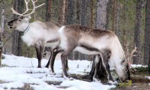 Глобалното затопляне заплашва арктическия елен