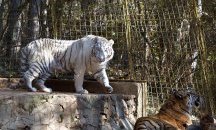 Бял тигър е най-новото попълнение в старозагорския зоопарк