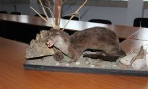 РИОСВ – Смолян конфискува препарирани екземпляри от защитени видове