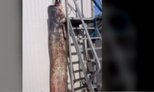 Риболовен рекорд в Русе: Любители уловиха 138-килограмов сом