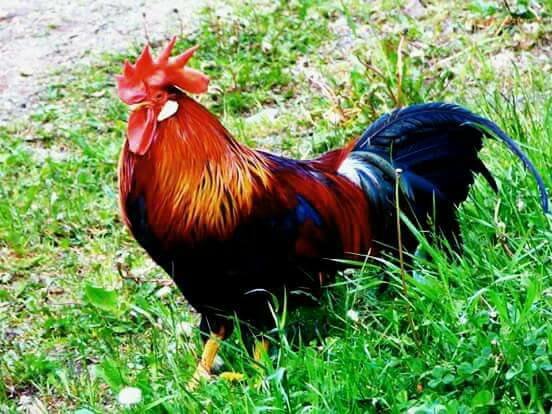 Отбелязваме Петльовден - празникът на мъжките рожби