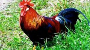 Отбелязваме Петльовден - празникът на мъжките рожби