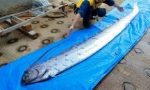 Поява на мъртви дълбоководни риби край Япония пророкувала земетресение
