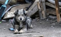 Търсят мъж, стрелял по глутница кучета в центъра на Гоце Делчев