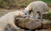 В Русия обявиха извънредно положение заради нашествие на бели мечки