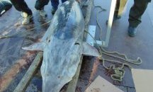 Спасиха 200-килограмова моруна от бракониери