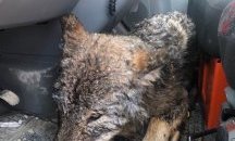 Мъже спасиха куче от замръзнала река в Естония, оказа се вълк